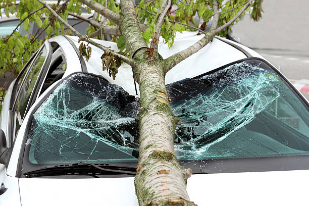 一根掉落的大树枝砸碎了一辆汽车的挡风玻璃和车顶。