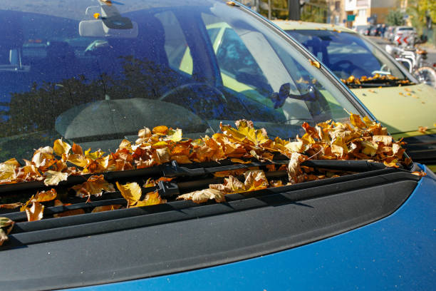一堆树叶落在汽车的挡风玻璃上。